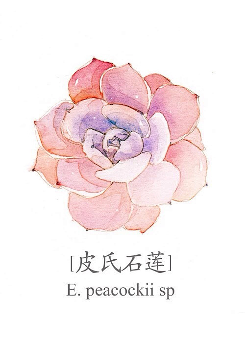 多肉植物 小清新 水彩 彩铅 壁纸 