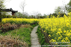 0小晓0采集到Landscape ▏乡村景观