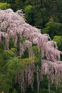 鲤_Mondy采集到花事—撷花而眠