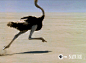pbsnature:

The ostrich’s powerful legs allow it to reach speeds of over 40 miles an hour.