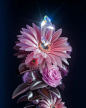 Pinterest