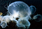 你看不见我！——透明的海洋生物




第一张当然是小站主角水母小朋友咯！在南极威德尔海中，一只水螅水母正在伸展它那发着冷光的触角。





在南极洲麦克默多湾的这些透明水母就像是生活在另一个世界。它们最不寻常之处是只有2.5cm长。





这是一只漂浮在威德尔海中的花状钵水母幼体。





这只微型水母折起了它的触须，透过它透明的身体我们能够看见它体内中央那块橙色的团块。





漆黑的威德尔海给了栉水母炫耀它那糖果色的生物发光细胞绝佳的机会。“其实......