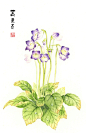 大花旋蒴苣苔-鱼贤画