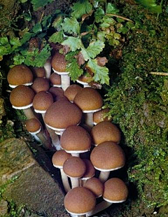 牧屿-采集到蘑菇