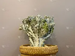 浅绿色的仙人掌在白色的石头内干燥的竹编织壶孤立在灰色的背景