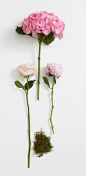 影棚拍摄,粉色,花,茎,头状花序_129307024_Pink hydrangea, pale pink rose, blush-pink peony and moss_创意图片_Getty Images China