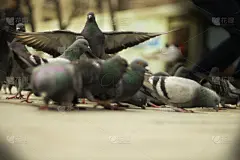 灰扁鲛,天空,水平画幅,注视镜头,高视角,银色,无人,绘画插图,鸟类,动物身体部位