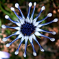 蓝眼菊 Osteospermum：菊科蓝眼菊属植物，学名来自希腊文的「骨头」及拉丁文「种子」约50个物种都是产于非洲，其中35个于南部非洲及阿拉伯，属半耐寒性的植物。