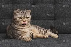 苏格兰折猫品种肖像。