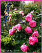 Уютный сад | My cottage garden , Carola (Бремен, Германия). Обсуждение на LiveInternet - Российский Сервис Онлайн-Дневников