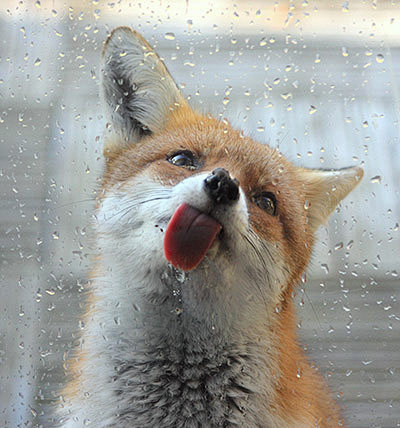 舔玻璃的狐狸