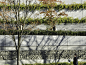 慶應義塾大学日吉キャンパス – Keio University Hiyoshi Campus « PLACEMEDIA, Landscape Architects Collaborative.