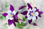 Flower on Behance