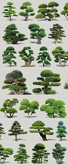 2D观赏造型树su模型植物园林景观小叶榕罗汉松桩头植物su模型素材