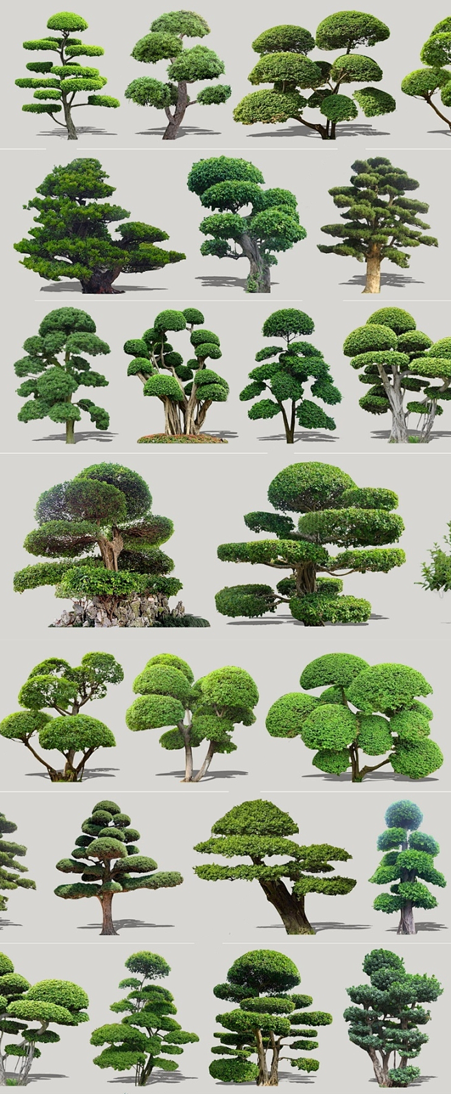 2D观赏造型树su模型植物园林景观小叶榕...