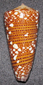 CONUS SKINNERI  DA MOTTA, 1982