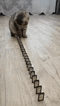 aDJvb25JVVduZDV1dmxheHZ6cytMS3lIS0FxU2wzS0hlQUF2ZEJQT2dqQT0.gif (300×532)