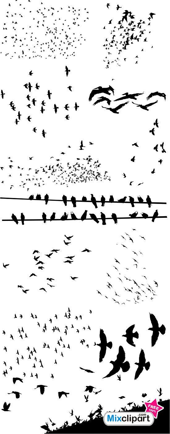 Flocks of Birds - Fr...