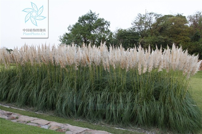 Cortaderia selloana ...