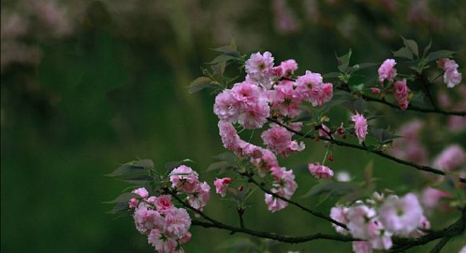 “  微风飘乐韵，半日醉花边 …  ” ...