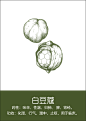 中药材插画