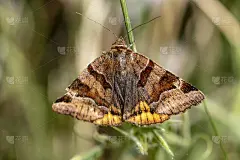 在自然环境中夜间活动的蝴蝶