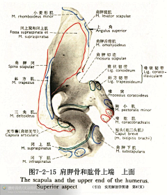 PINGZEZE采集到人体