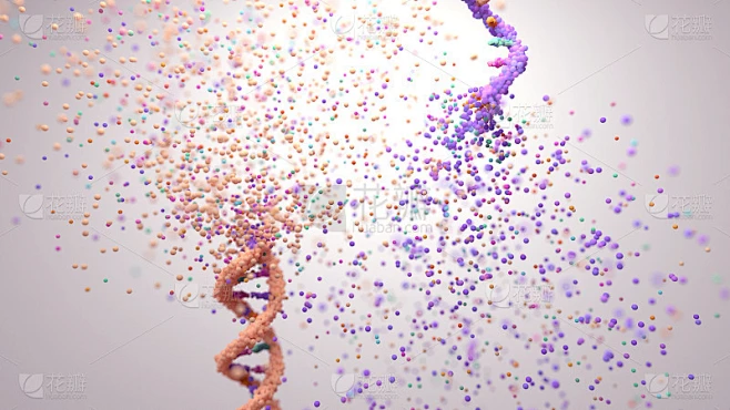 DNA和RNA的螺旋。对DNA和RNA分子结构差异的说明。素材-花瓣网