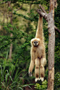 drxgonfly:

The Gibbon (by toon_ee)