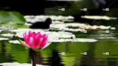 花 水生花 花壁纸 美丽的花朵 花卉背景 植物 盛开 水 开花