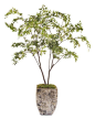 Two Maples - Trees - Botanicals - Accessories & Botanicals - Our Products