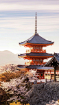 樱花祭~京都作为日本心灵故乡的千年之都，无论是樱花品种之多，亦或者是在樱花掩映下富有大唐雅韵特色建筑之美，都让樱花变得更为极致。——清水寺#日本