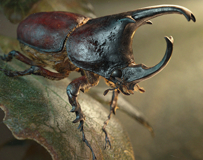 rhinoceros beetle, K...