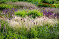 Piet Oudolf Field – Summer (13)