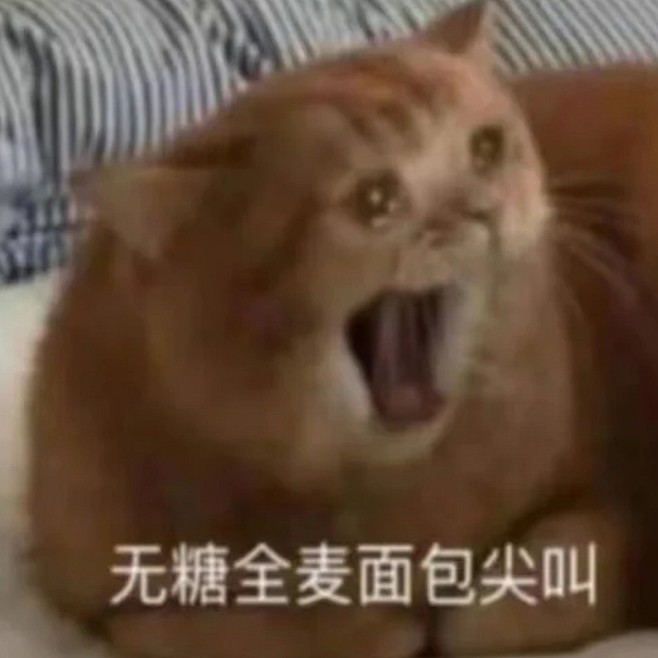 猫咪表情包