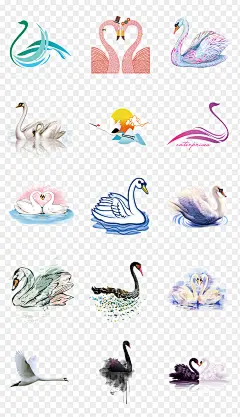 白天鹅天鹅黑天鹅PNG