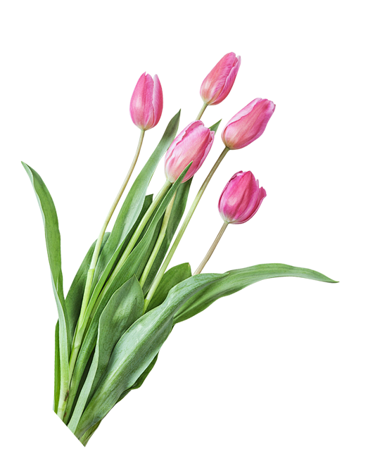 春季郁金香树叶鲜花花朵免抠_PNG：