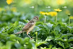 云雀 鸟 美丽的花朵 花壁纸 坐 花朵 树叶 羽毛 喙 账单
