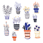 My plants : I'm a plant lover
