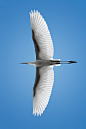 Great Egret | Tristan Dumlao