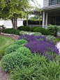 My front landscape bed finally started blooming! Day lilies salvia, sedum, mini shasta daisy, burning bush, dense yews. In front of rocks were pink phlox but the bunnies ate them...
