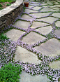 flowering ground cover, gardening, landscaping, flowers LOVE the idea of planting low-growing, flowering ground cover between flagstone pavers, I'd use the one in the picture, or purple thyme or something like Sweet Vernal grass (vanilla scented): 