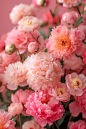 A beautiful floral poster of a magical pink peony bouquet