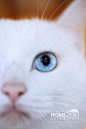 猫的眼