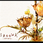miaoowa的涂鸦王国