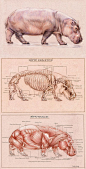 El #Hipopotamo #Fauna caracteristica cerca de Ríos y Lagos en #África ... Hippo Skeleton & Muscles