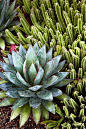 garden-succulents-Peter-Nixon-feb12