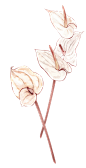 8 (2)