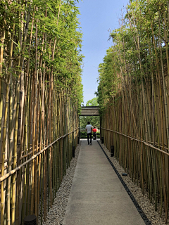 两个向日葵采集到竹林