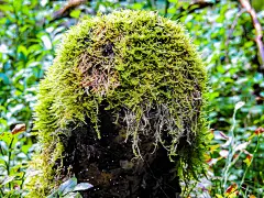 柏木睡苔